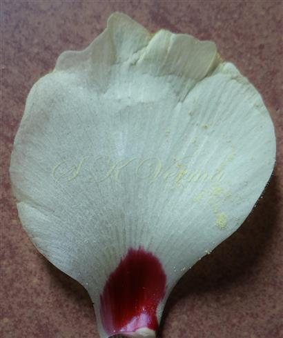  Petal
